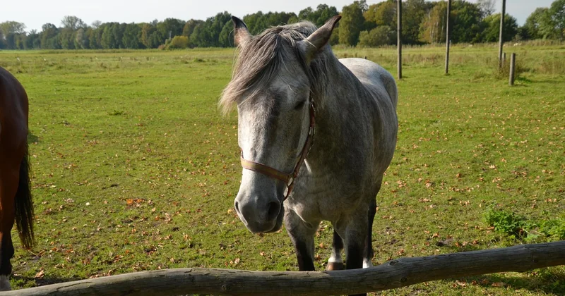 Was ist das teuerste Pferd in Deutschland?