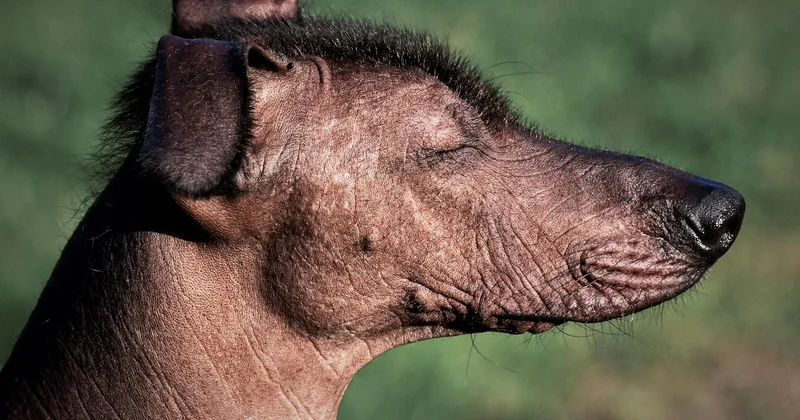 Xoloitzcuintle kaufen: Was kostet ein Xolo wirklich – und worauf sollten Sie achten?