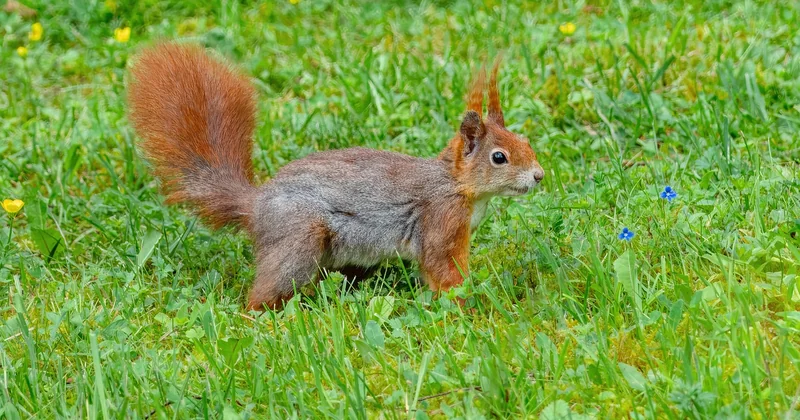 Welches Eichhörnchen käme überhaupt in Frage?
